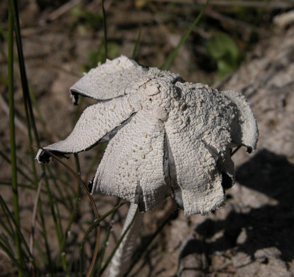 funghi della Maremma